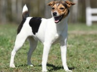 Parson Russell Terrier thumbnail